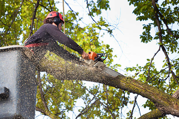 Best Local Tree Services  in Milan, NM